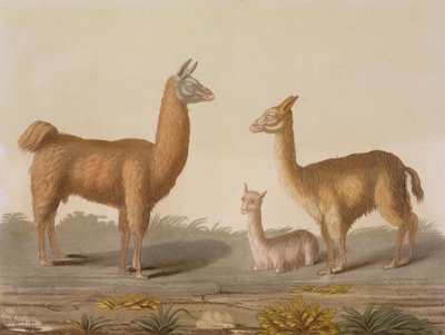 Alpaca (izquierda) y vicuña (derecha) llamas, de Le Costume Ancien et Moderne, Volumen II, lámina 12, por Jules Ferrario, publicado c.1820s-30s de Vittorio Raineri